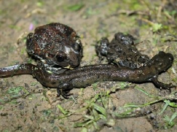 Predstavnici batrahofaune na obradivim povšinama: Pelobates fuscus, Bombina bombina, Triturus dobrogicus